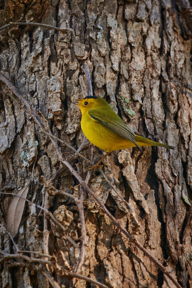 Wilson's Warbler - ML612356352