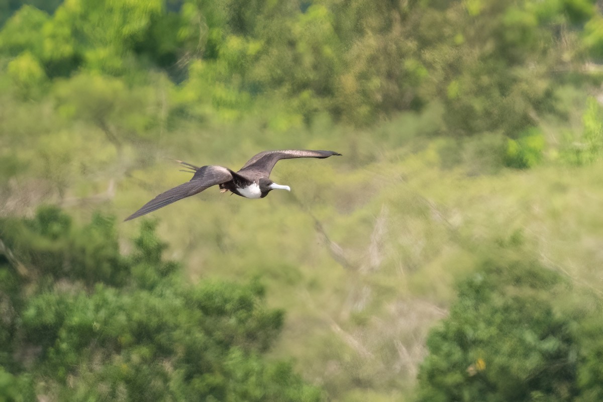 Magnificent Frigatebird - ML612356402