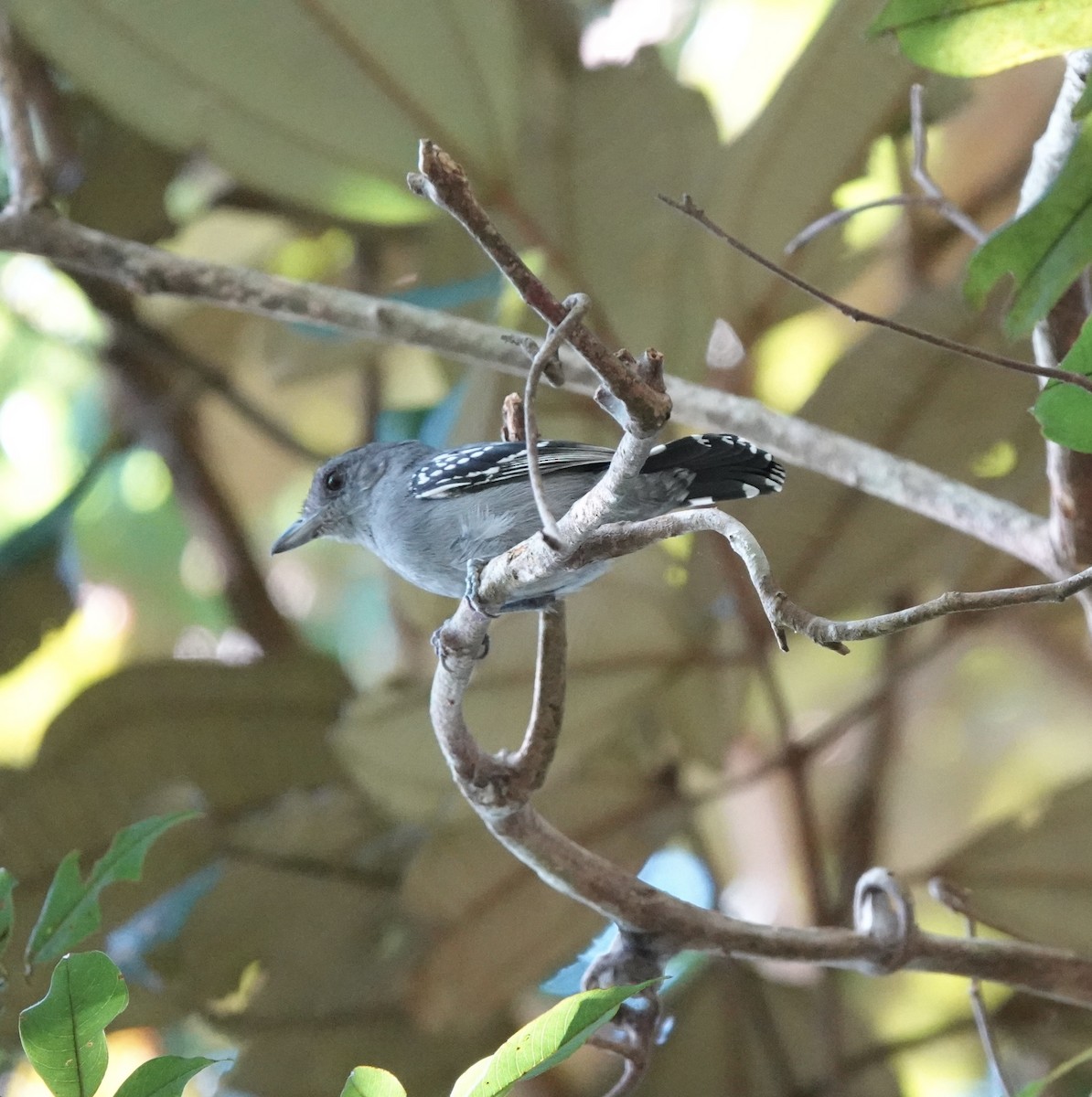 Northern Slaty-Antshrike - ML612356408