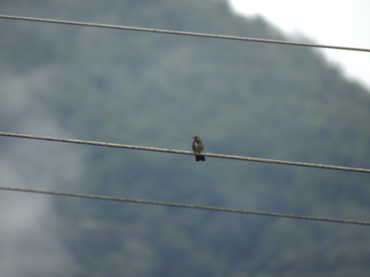 Rufous-tailed Hummingbird - ML612356428