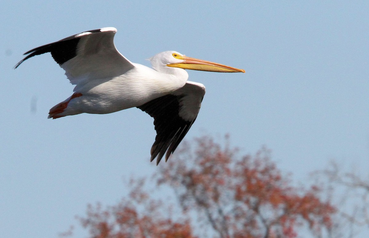 American White Pelican - ML612356509