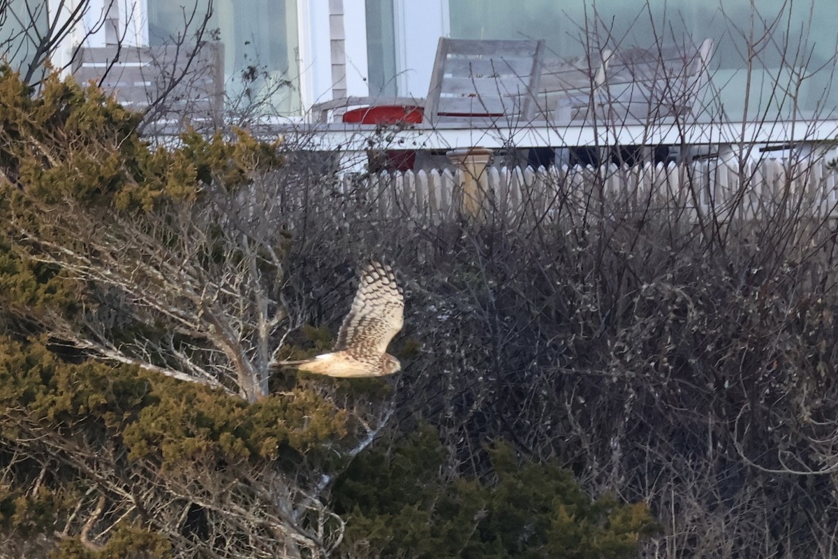 Northern Harrier - ML612356523