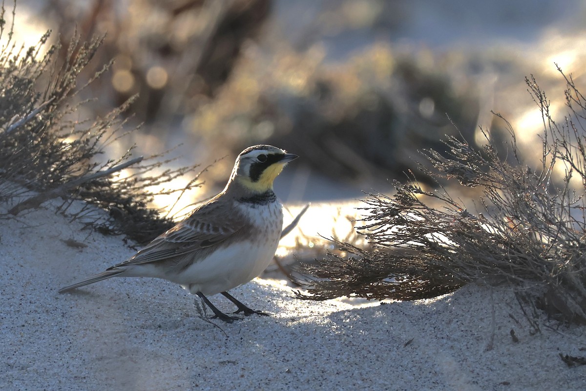 Horned Lark - ML612356524