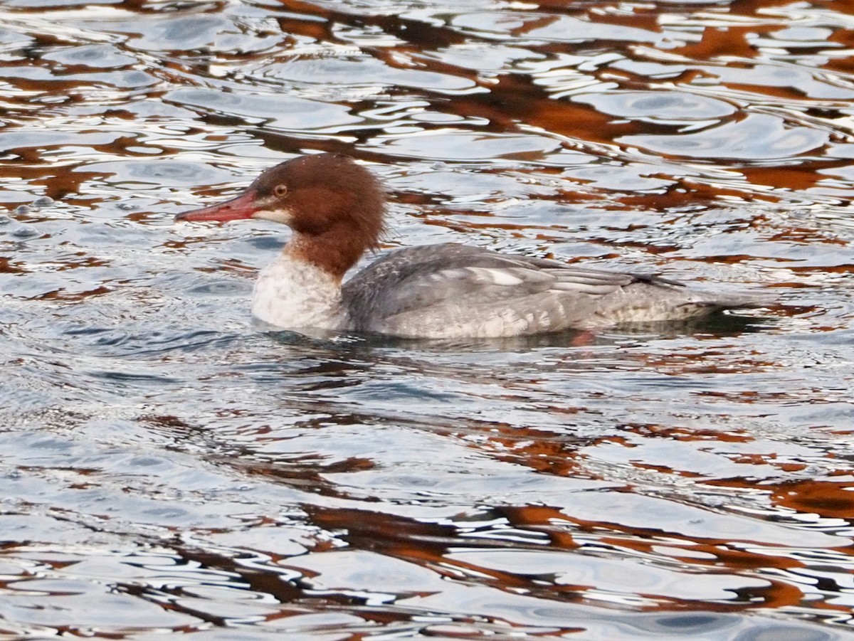 Common Merganser - ML612356634