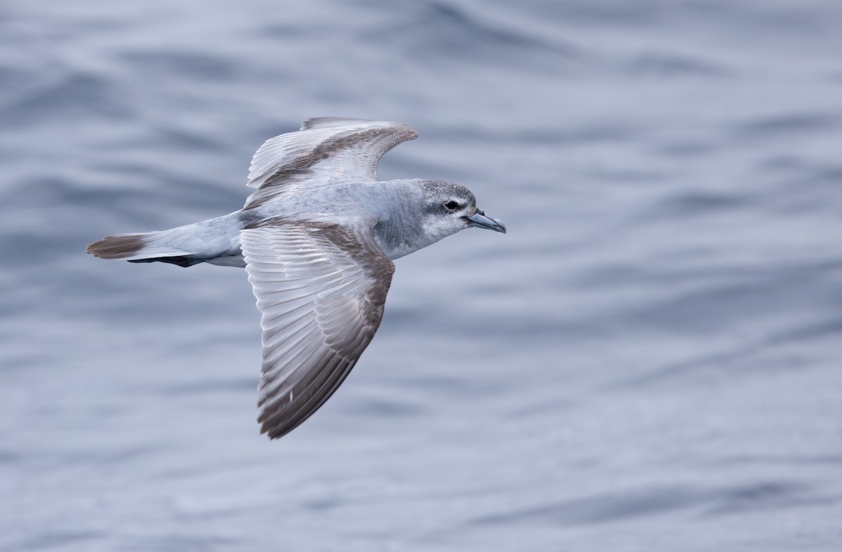 Fairy Prion - ML612356646