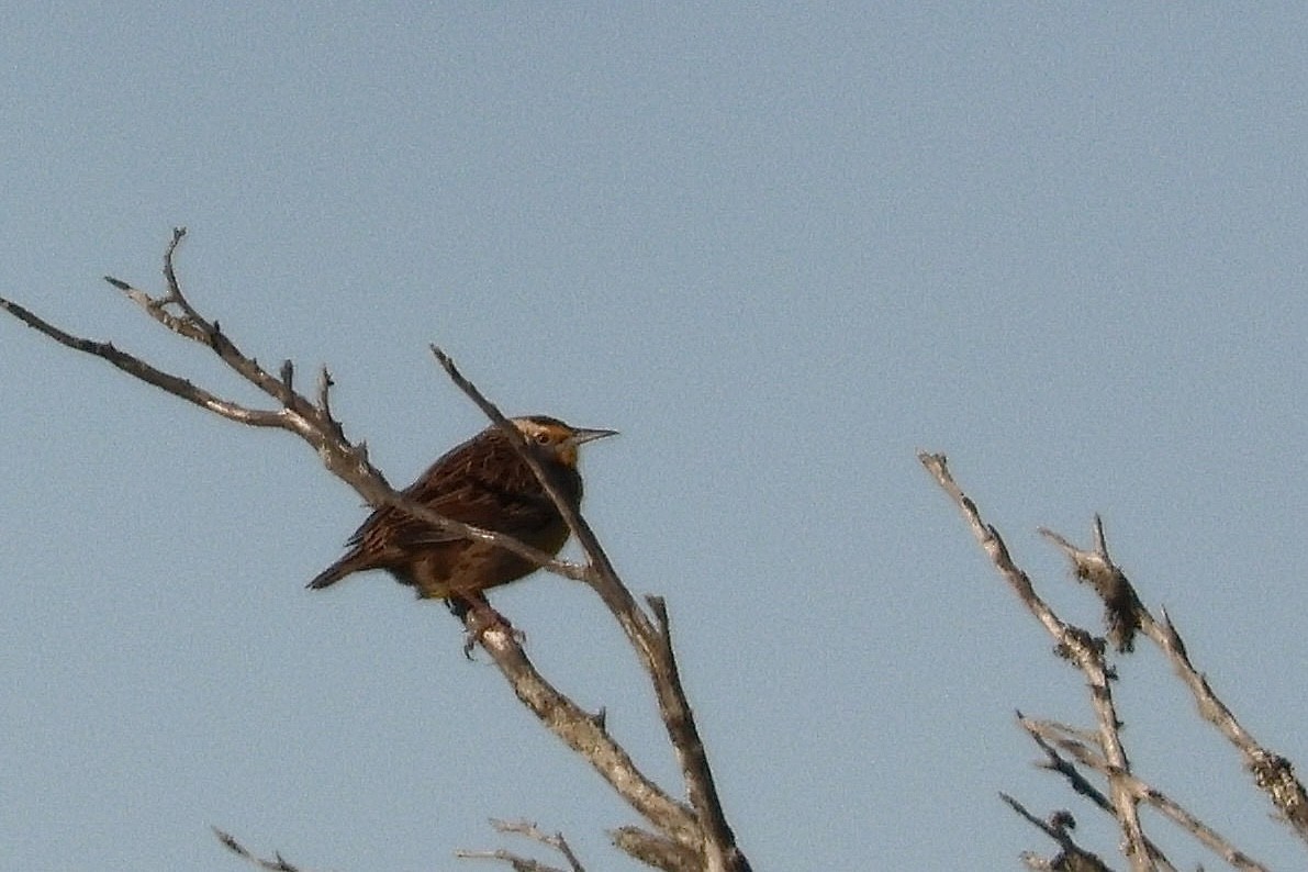 Eastern Meadowlark - ML612356653