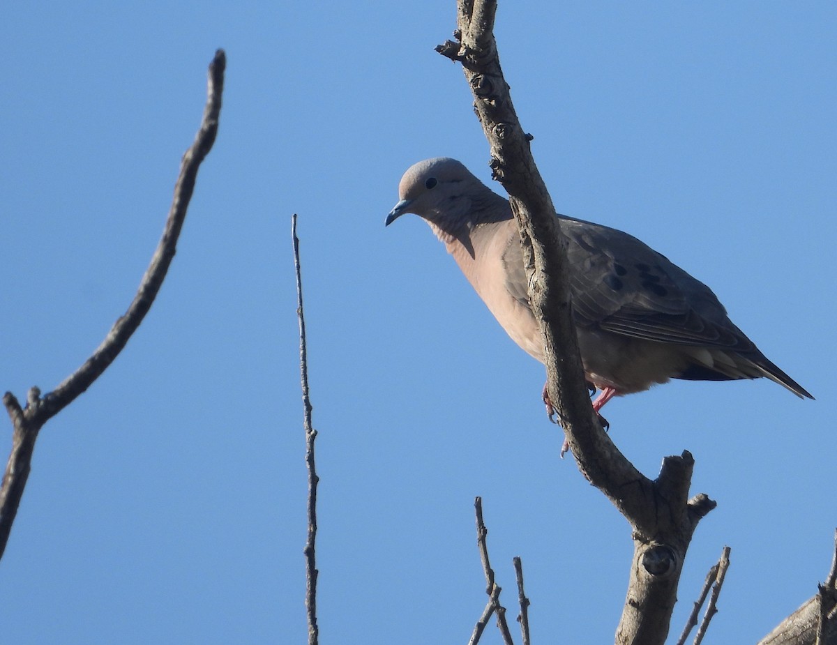 Eared Dove - ML612356679