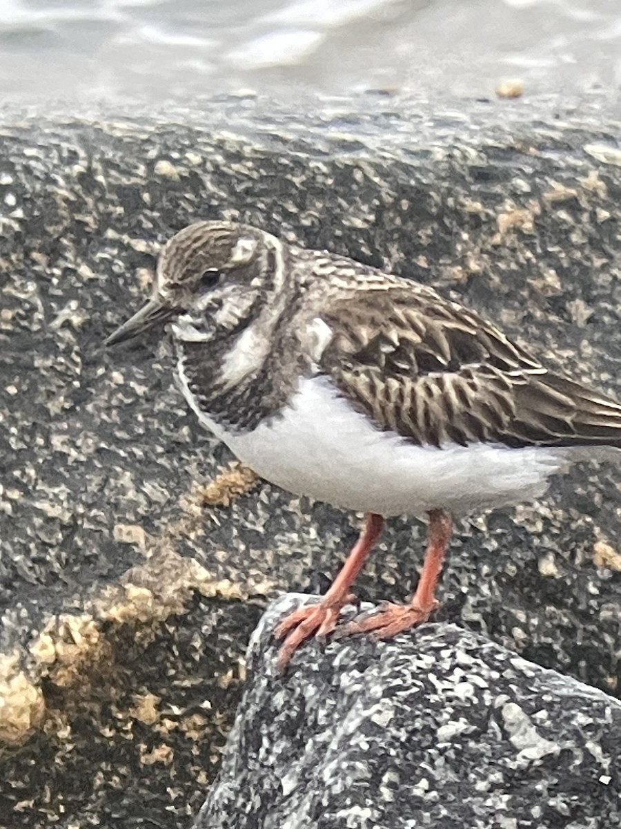 Ruddy Turnstone - ML612356729