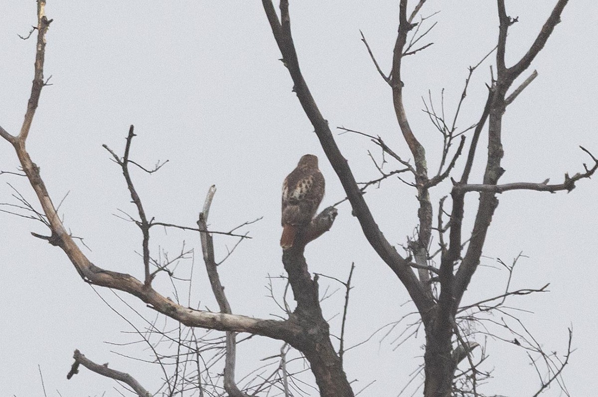 Red-tailed Hawk - ML612356778