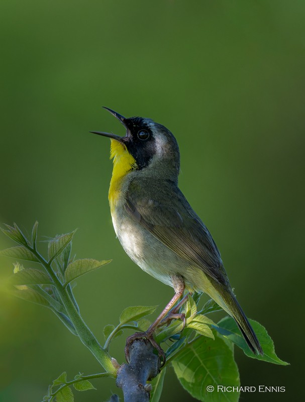 Common Yellowthroat - ML612356832