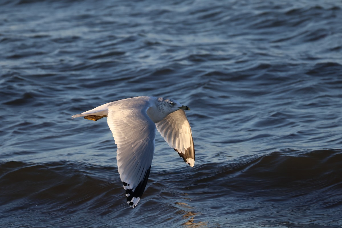 Ring-billed Gull - ML612356833