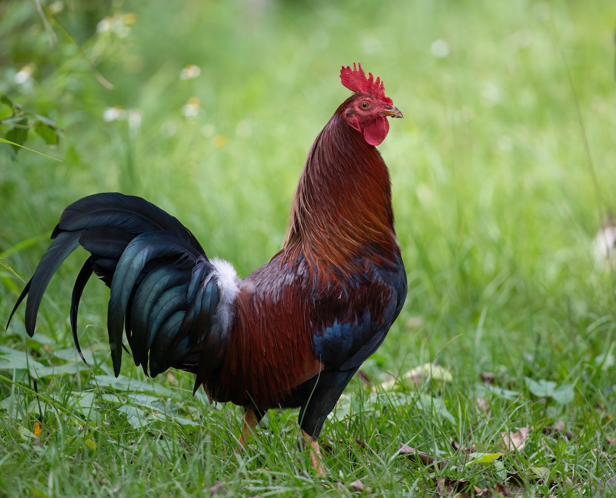 Red Junglefowl (Domestic type) - ML612356945