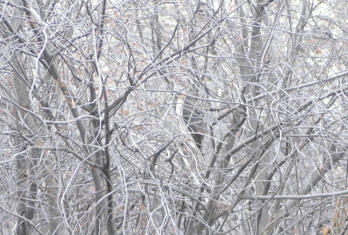 Cooper's Hawk - ML612356968