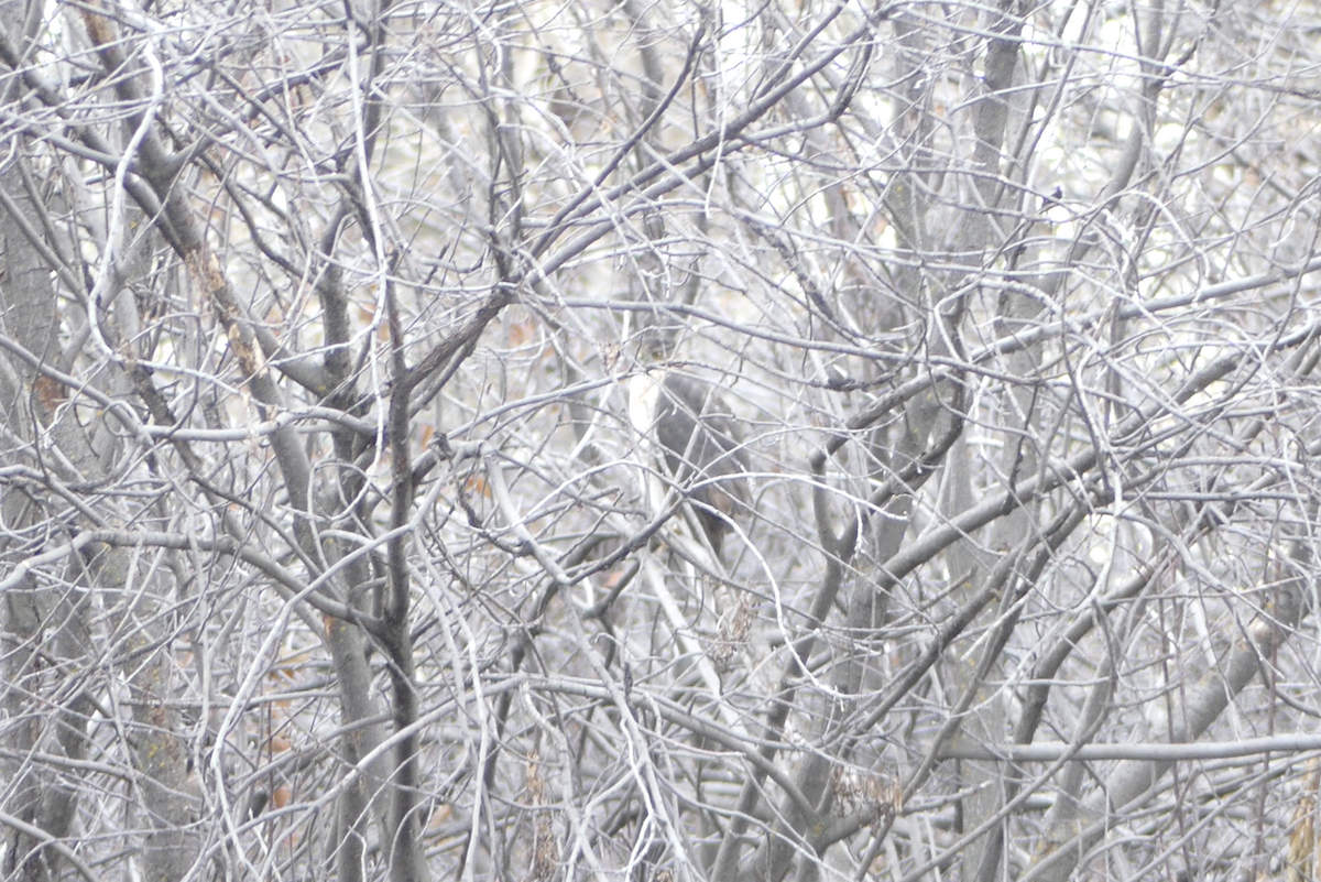 Cooper's Hawk - ML612356971