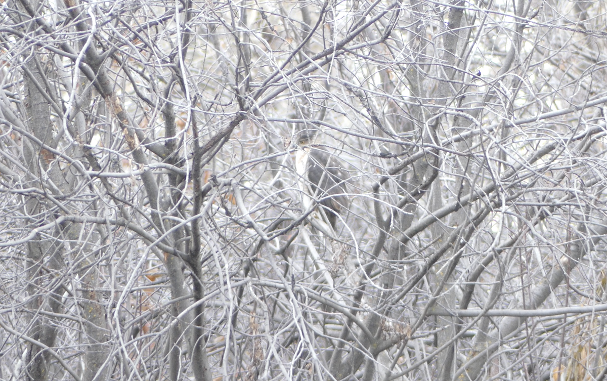 Cooper's Hawk - ML612356974