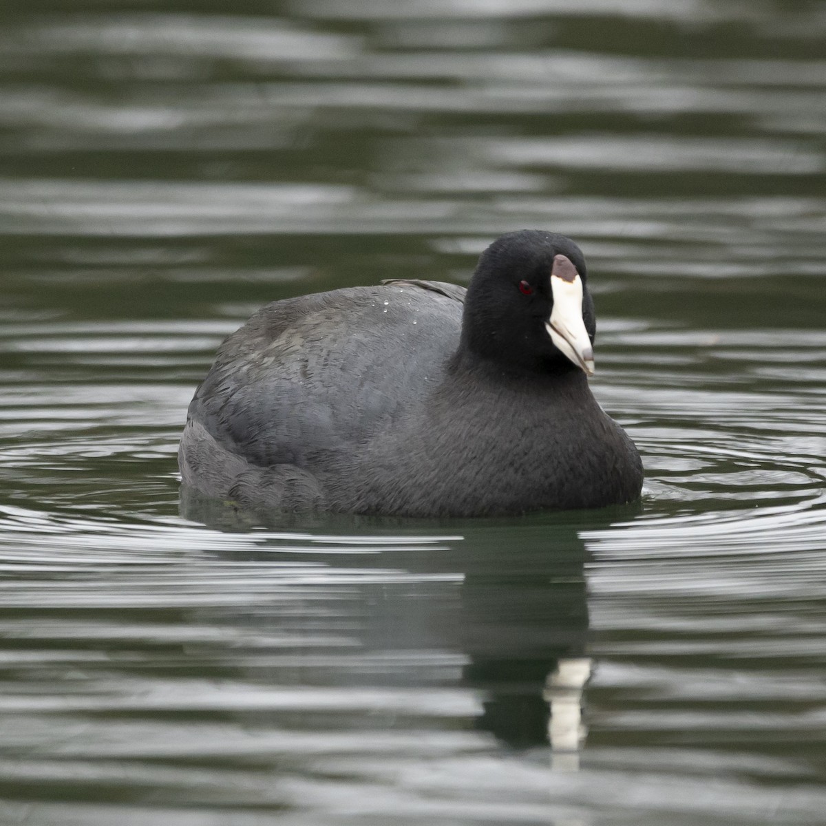 American Coot - ML612357016