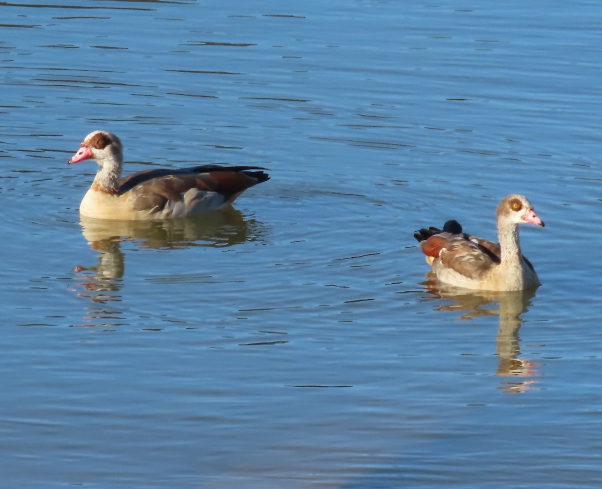 Egyptian Goose - ML612357032