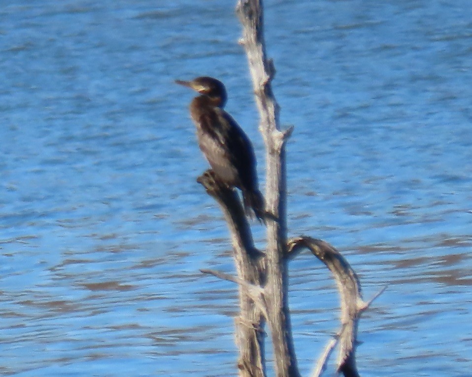 Neotropic Cormorant - ML612357065