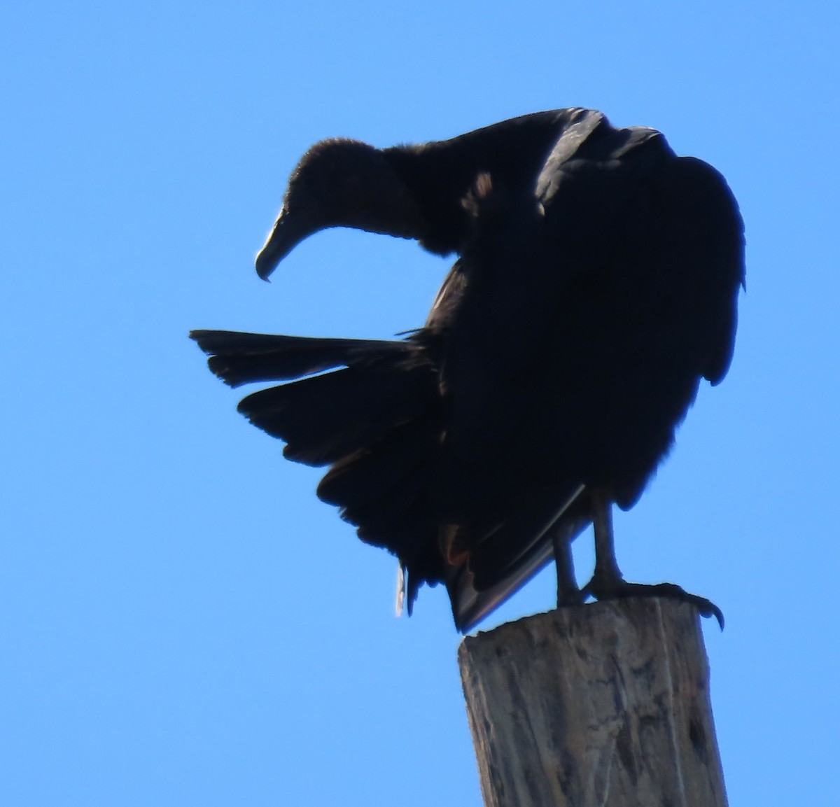 Black Vulture - ML612357090