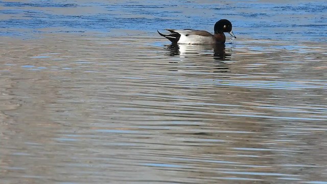 American Wigeon x Mallard (hybrid) - ML612357117