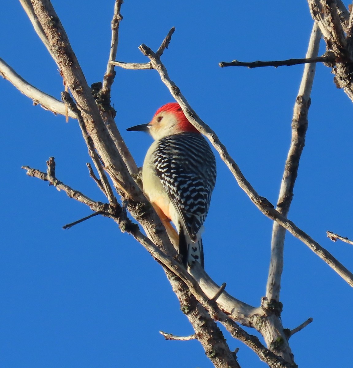 Red-bellied Woodpecker - ML612357129