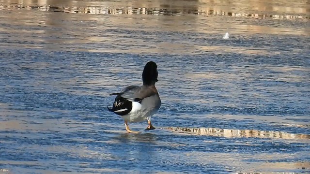 American Wigeon x Mallard (hybrid) - ML612357148