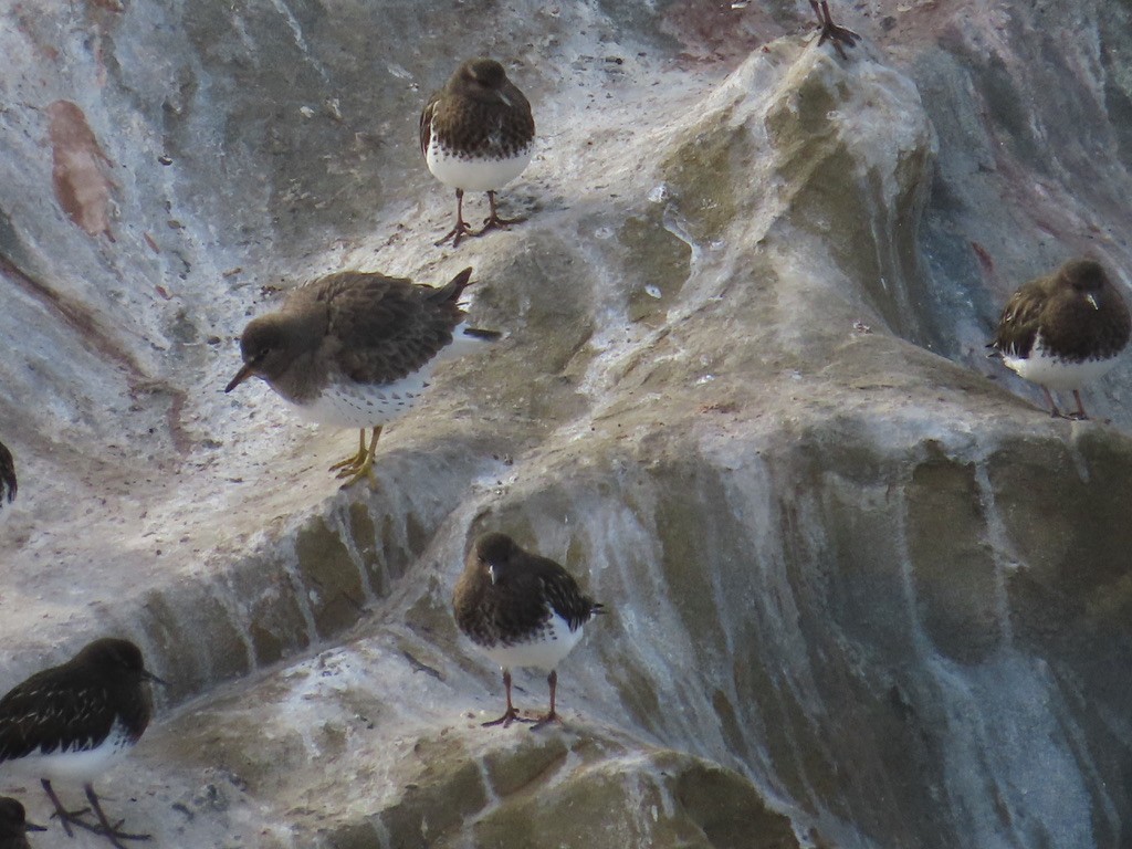 Surfbird - ML612357150