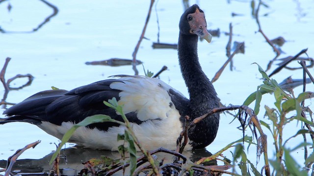 Magpie Goose - ML612357163