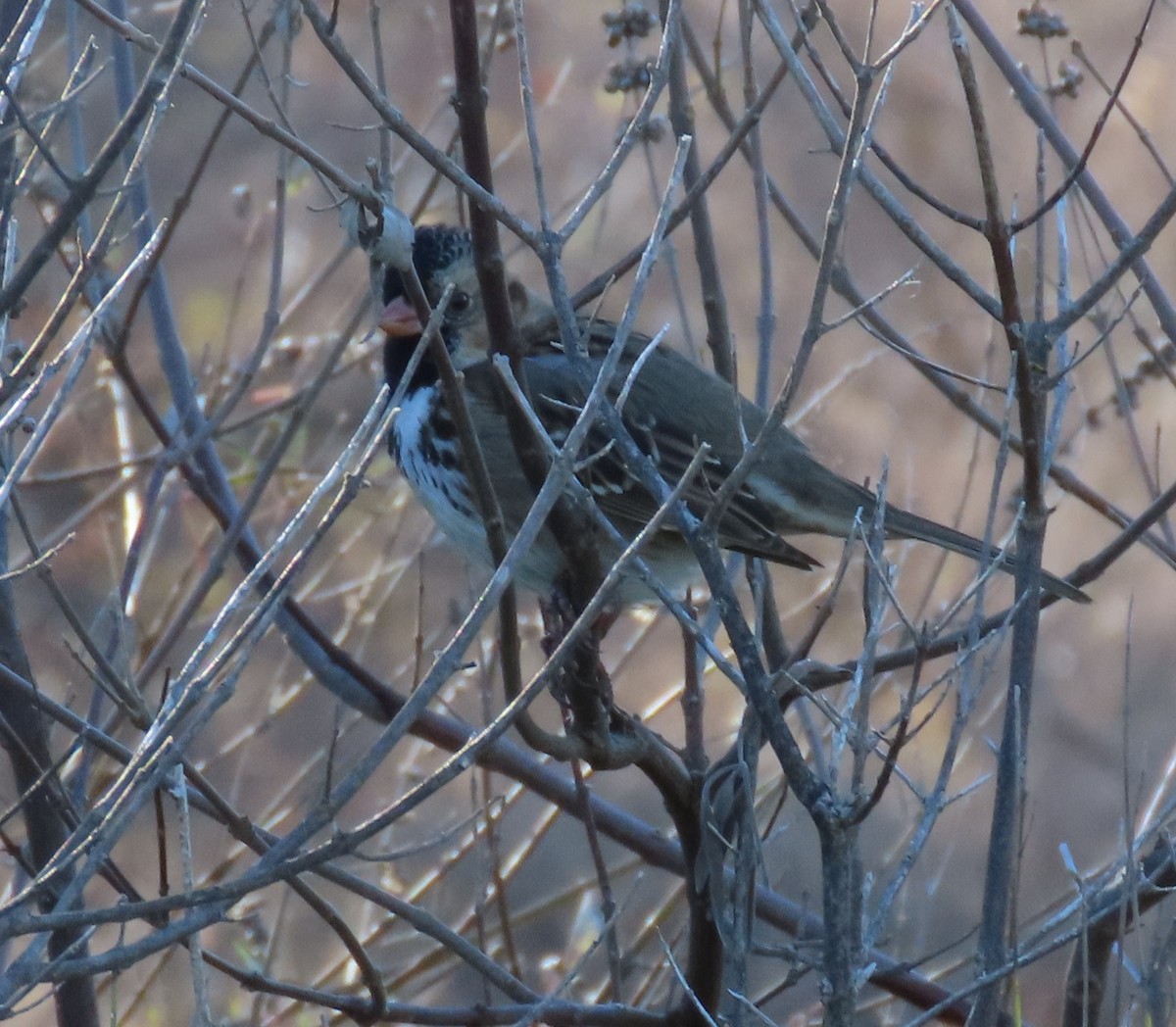 Harris's Sparrow - ML612357166