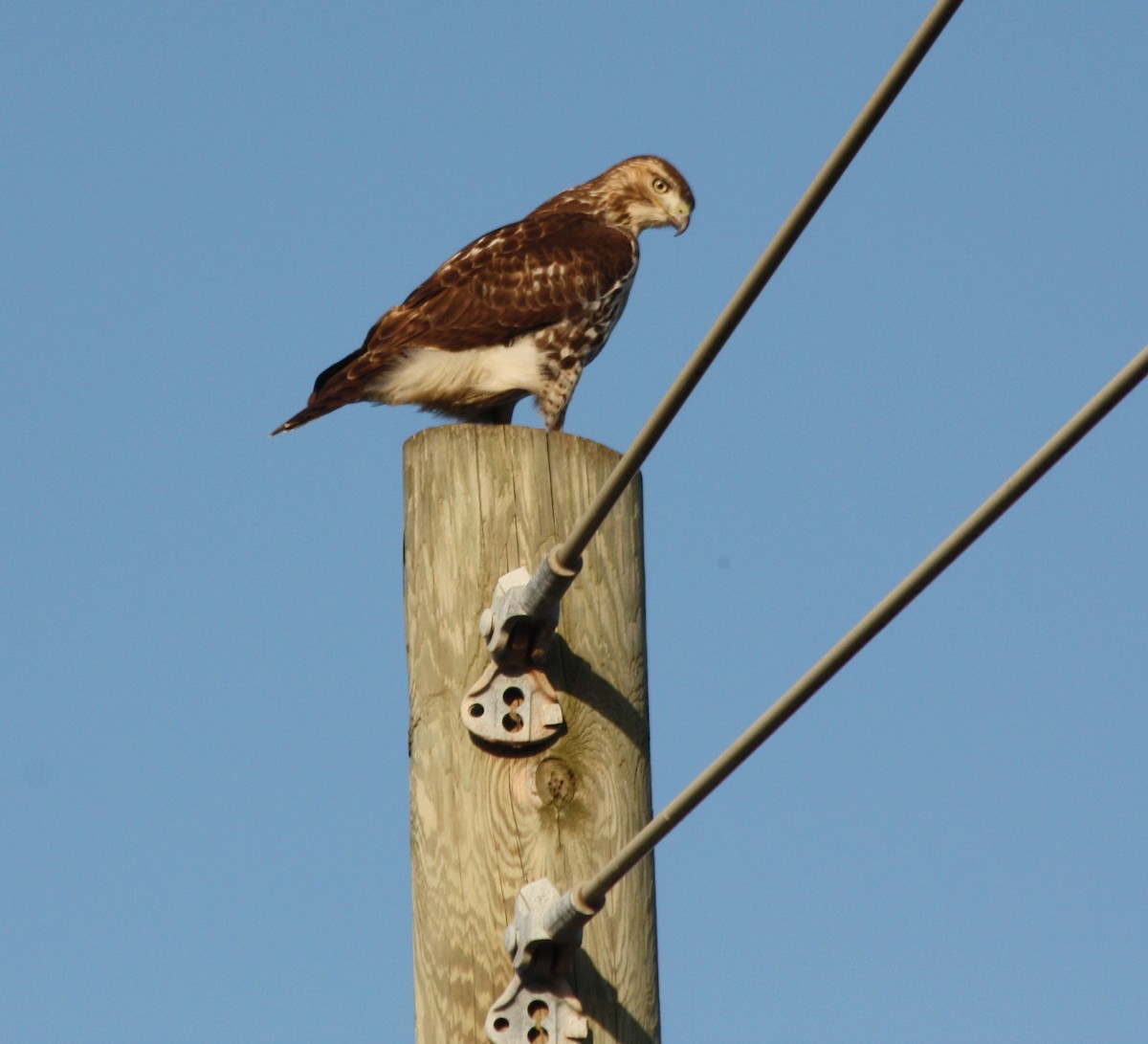 Northern Harrier - ML612357293