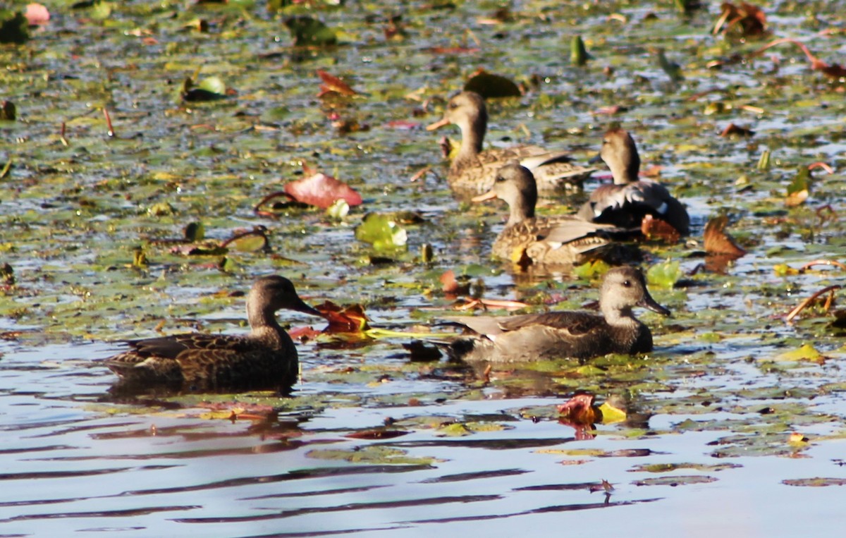 Gadwall - ML612357314