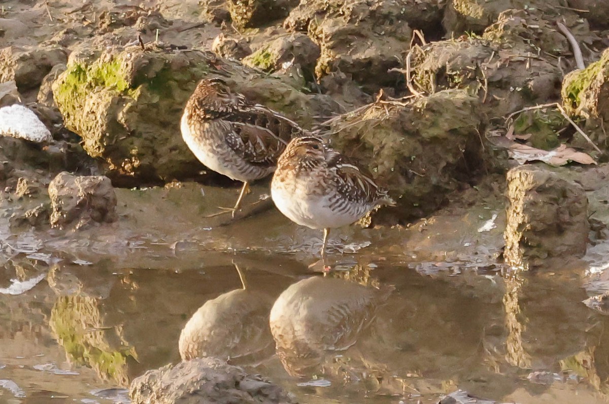 Wilson's Snipe - ML612357378