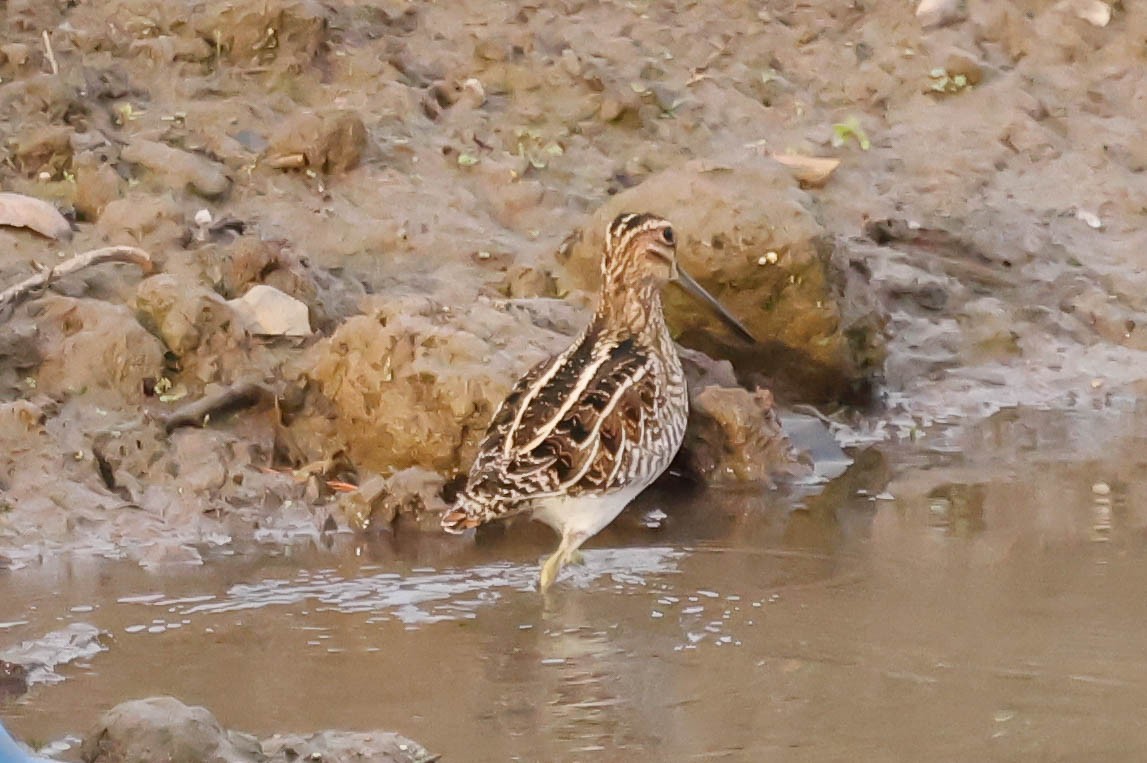 Wilson's Snipe - ML612357433