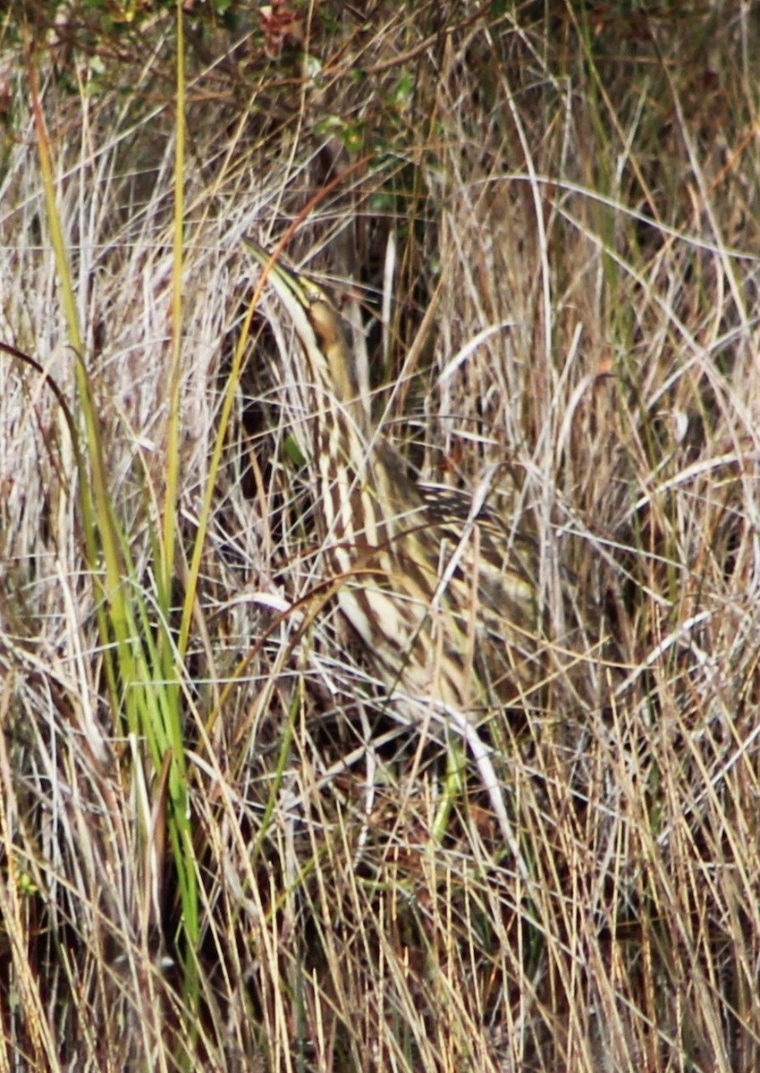 American Bittern - ML612357458