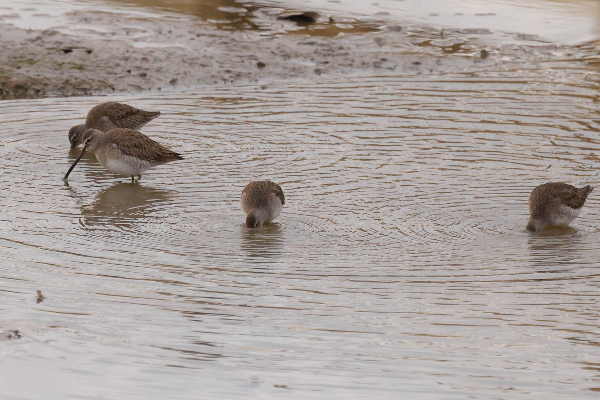 Long-billed Dowitcher - Barry Langdon-Lassagne