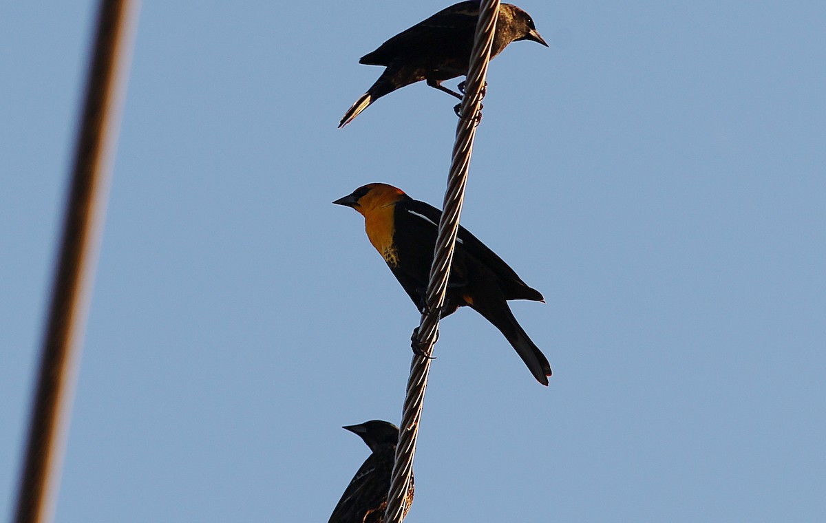 Yellow-headed Blackbird - ML612357481