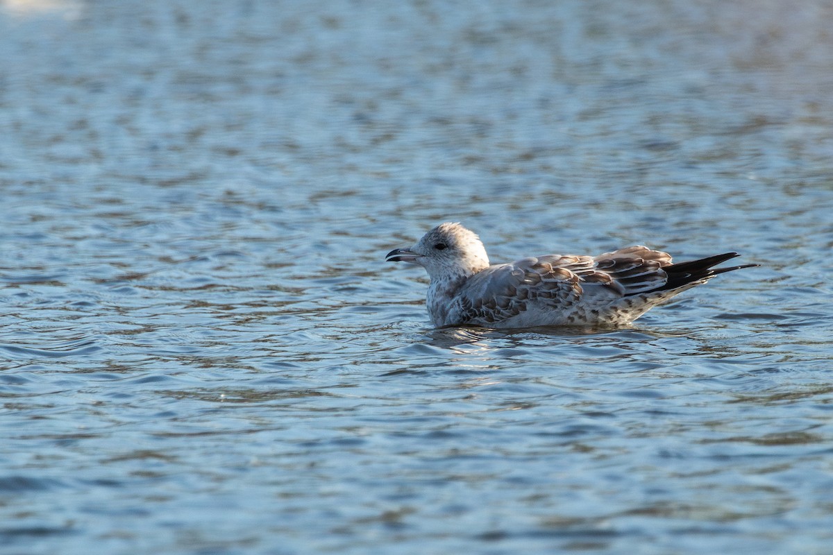 Ring-billed Gull - ML612357519