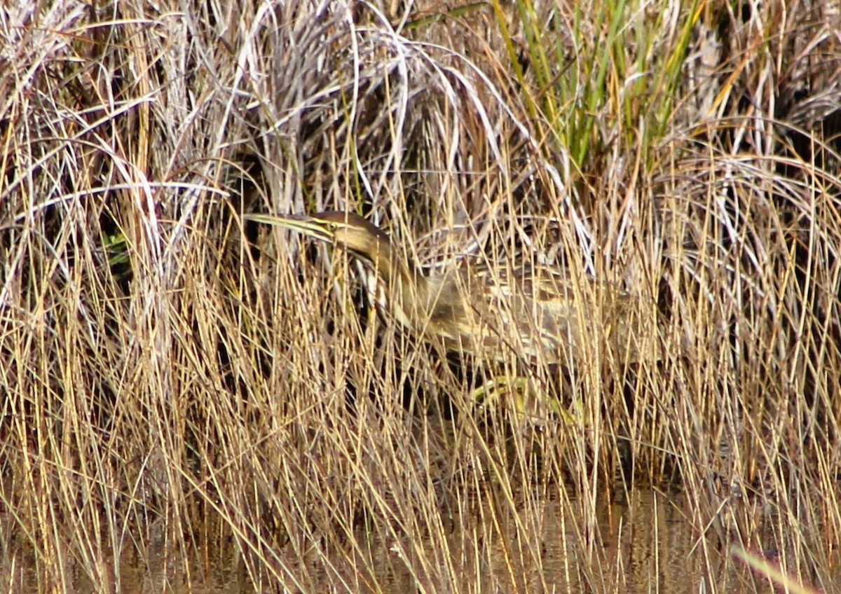 American Bittern - ML612357545