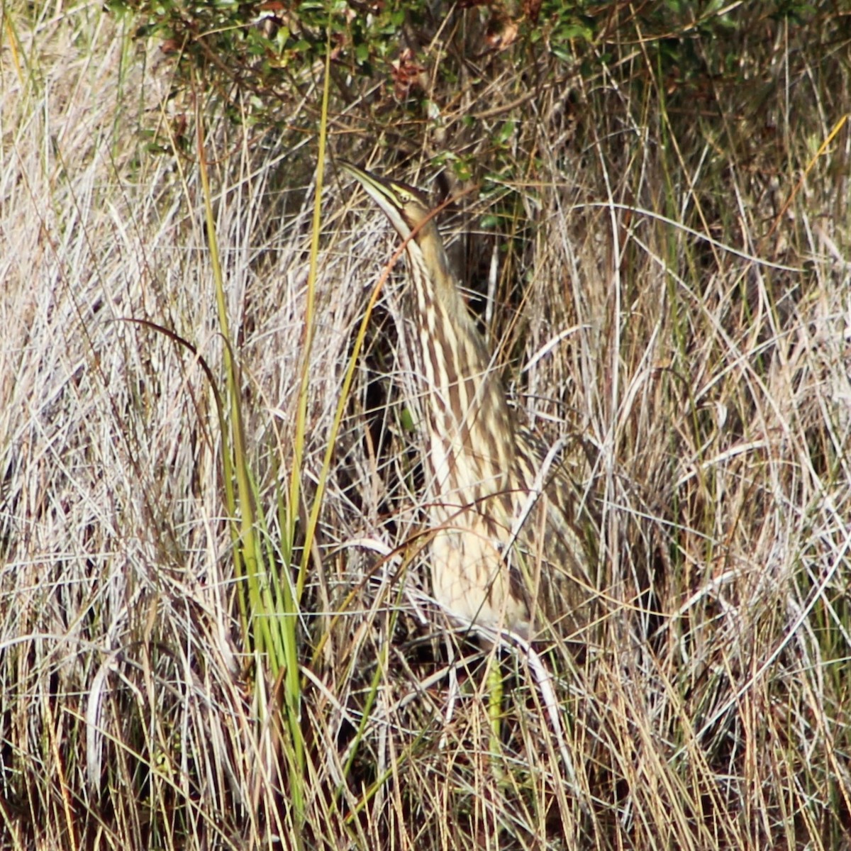 American Bittern - ML612357546