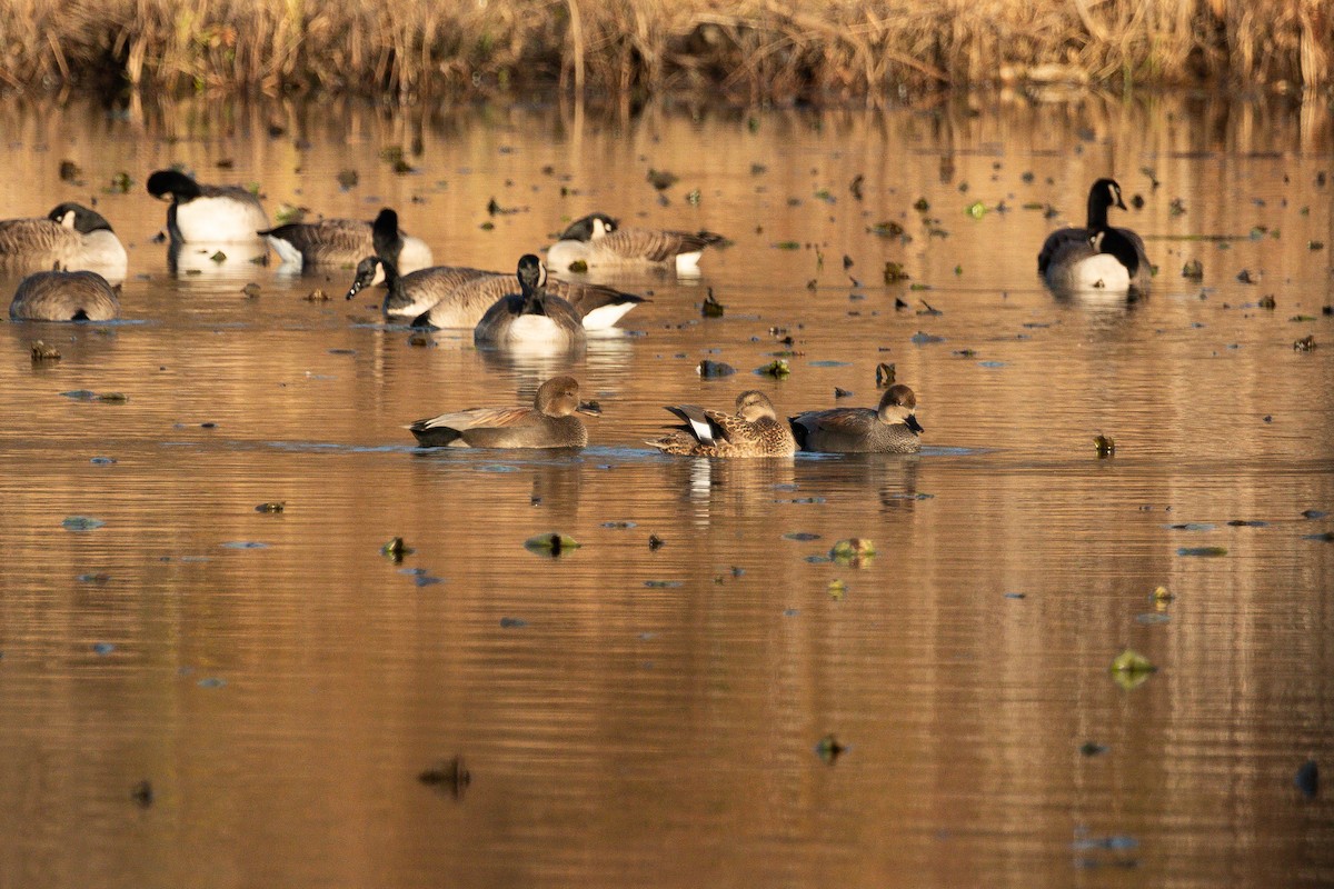 Gadwall - ML612357665