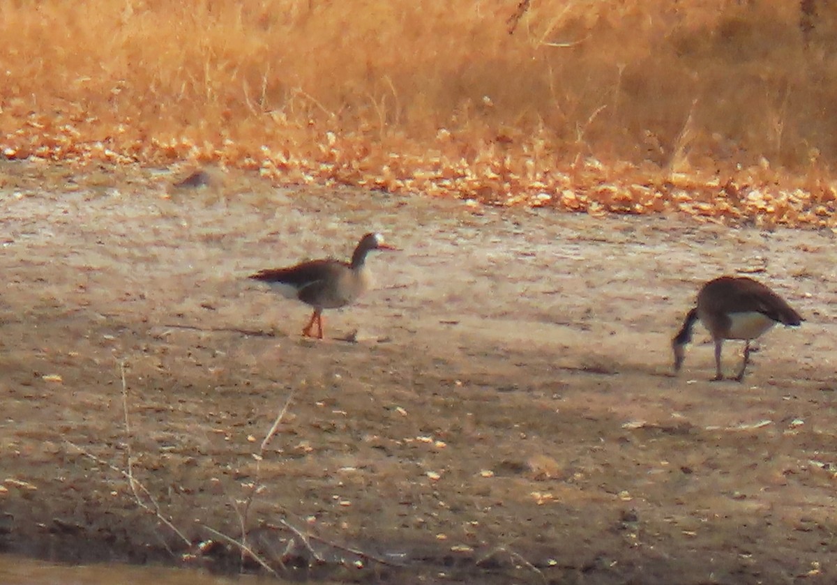 Greater White-fronted Goose - ML612357680