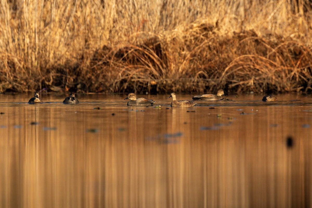 Gadwall - Jefferson Shank