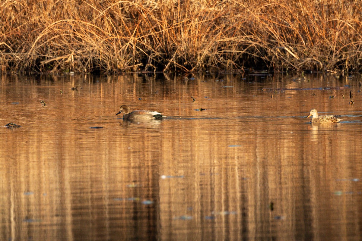 Gadwall - Jefferson Shank