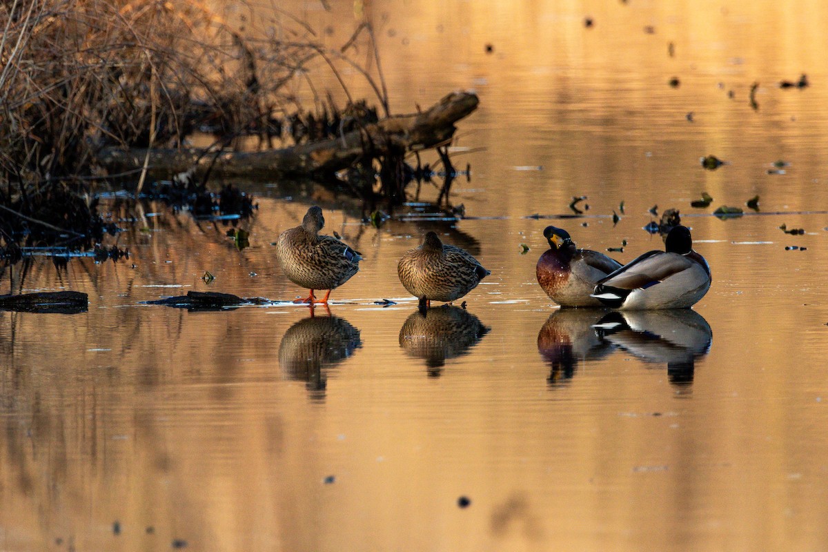 Mallard - Jefferson Shank