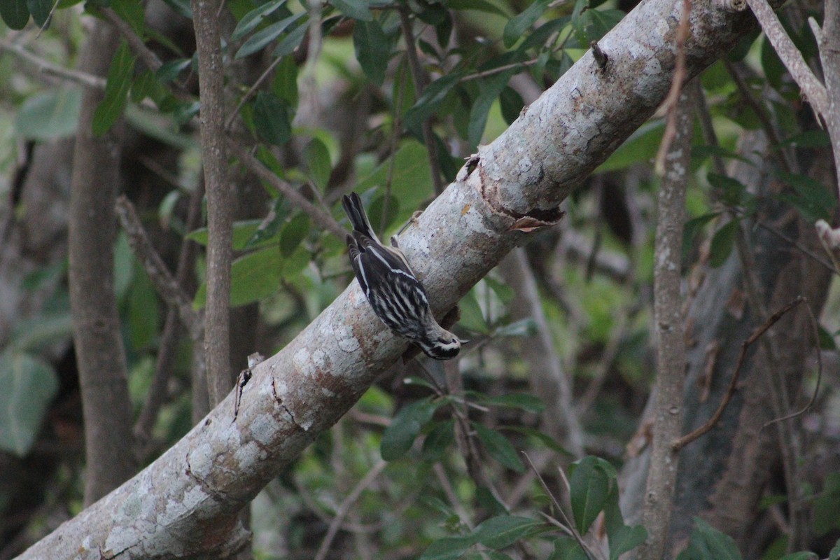 Black-and-white Warbler - ML612357707