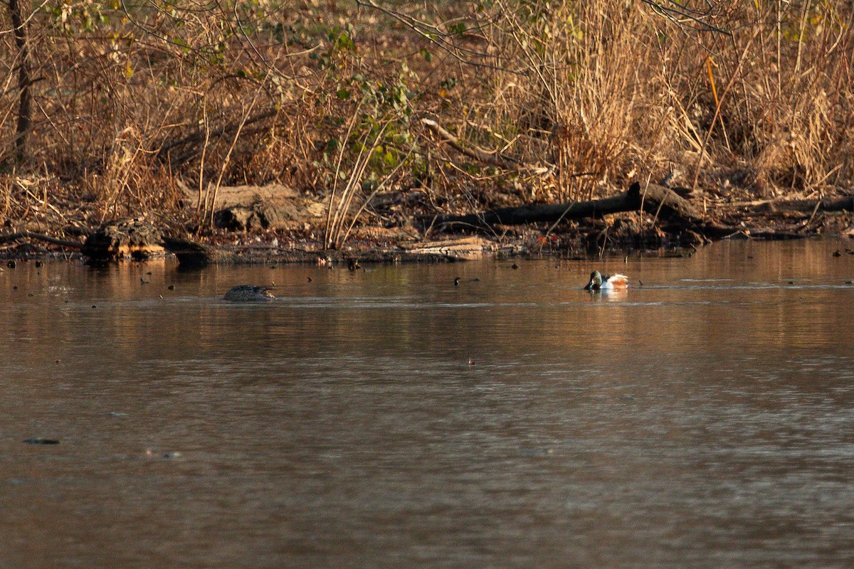 Northern Shoveler - Jefferson Shank