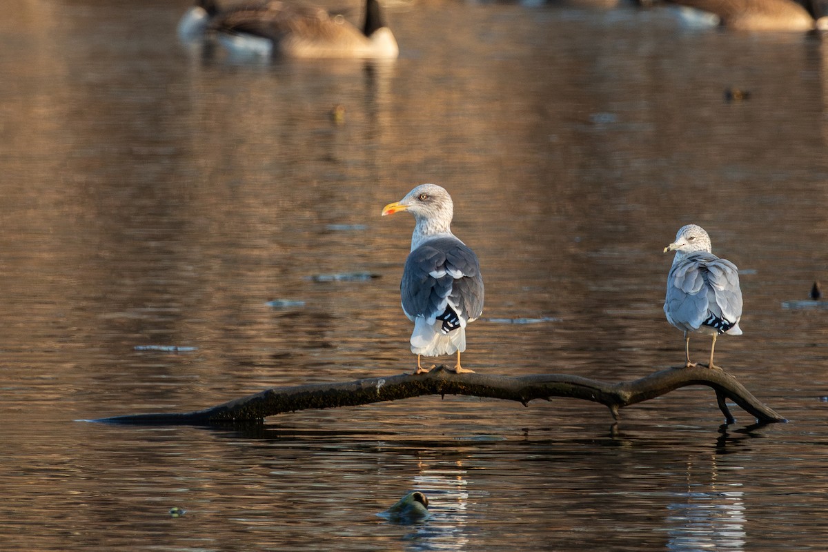 Lesser Black-backed Gull - ML612357725