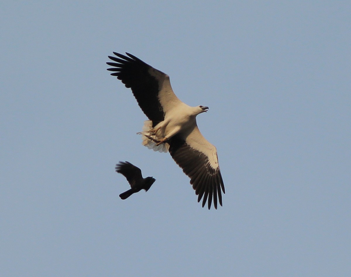 White-bellied Sea-Eagle - ML612357740