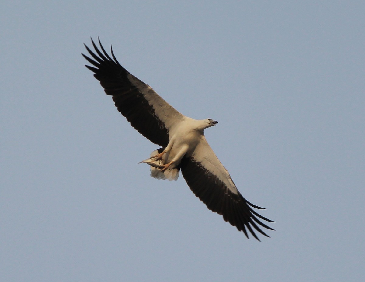 White-bellied Sea-Eagle - ML612357743