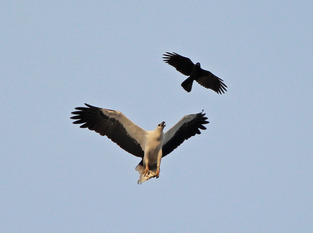 White-bellied Sea-Eagle - ML612357744